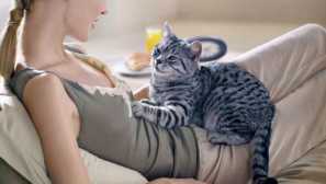 4 Трика, които ще направят живота на вашата котка като в приказка